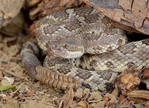 New study reveals what can calm snakes in times of stress — and it’s surprisingly relatable